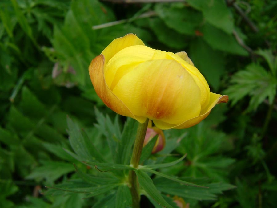 immagini/galleria natura/trollius europaeus 048 - Rifugio Costapiana - Valle di Cadore